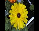 Click image for larger version. 

Name:	yellow flower.jpg 
Views:	198 
Size:	288.4 KB 
ID:	1082