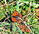 Click image for larger version. 

Name:	Small Copper.jpg 
Views:	190 
Size:	225.5 KB 
ID:	1084