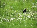 Click image for larger version. 

Name:	SHRUNK 6542 -blackbird Turdus_merula.jpg 
Views:	178 
Size:	327.0 KB 
ID:	10844