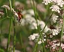 Click image for larger version. 

Name:	SH3740 -090730-soldier beetle - rhagonica fulva.jpg 
Views:	254 
Size:	323.8 KB 
ID:	10888
