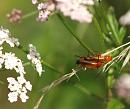 Click image for larger version. 

Name:	SH3922 -090730-soldier beetle - rhagonica fulva.jpg 
Views:	270 
Size:	266.4 KB 
ID:	10889