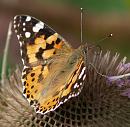 Click image for larger version. 

Name:	SH4277 -090802-Painted Lady - Vanessa cardui.jpg 
Views:	201 
Size:	356.8 KB 
ID:	10930