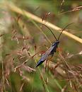 Click image for larger version. 

Name:	SH6994 -090708-Ichneumon Wasp.jpg 
Views:	280 
Size:	261.2 KB 
ID:	10964
