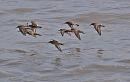 Click image for larger version. 

Name:	dunlin_flight_P7318603.jpg 
Views:	212 
Size:	174.5 KB 
ID:	10970