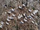 Click image for larger version. 

Name:	gannet_colony_P8018897.jpg 
Views:	1077 
Size:	599.7 KB 
ID:	10973