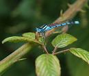 Click image for larger version. 

Name:	SH6423 -090810-Blue damselfly.jpg 
Views:	181 
Size:	296.2 KB 
ID:	11054