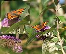 Click image for larger version. 

Name:	SH7263 -090813-2-Small Tortoiseshell male - Aglais urticae.jpg 
Views:	142 
Size:	367.2 KB 
ID:	11098