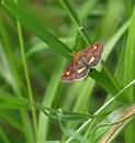 Click image for larger version. 

Name:	SH7851 -090815--Pyrausta aurata 18-22mm.jpg 
Views:	217 
Size:	363.7 KB 
ID:	11112