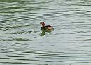 Click image for larger version. 

Name:	Little grebe DSC_0207.JPG 
Views:	199 
Size:	106.6 KB 
ID:	1113