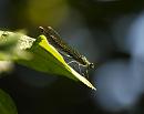 Click image for larger version. 

Name:	female_banded_demoiselle_P8160066.jpg 
Views:	104 
Size:	125.0 KB 
ID:	11133