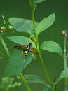 Click image for larger version. 

Name:	SH8176 -0908 16-Common_Sawfly- looks similar Tenthredo_scrophulariae.jpg 
Views:	280 
Size:	277.2 KB 
ID:	11161