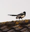 Click image for larger version. 

Name:	SH5432 -090427-Magpie-Pica_pica.jpg 
Views:	221 
Size:	412.9 KB 
ID:	11173