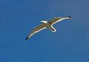 Click image for larger version. 

Name:	seagull 3.jpg 
Views:	167 
Size:	201.7 KB 
ID:	1118