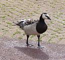 Click image for larger version. 

Name:	Barnacle_Goose.jpg 
Views:	227 
Size:	315.1 KB 
ID:	1119