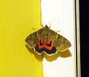 Click image for larger version. 

Name:	SH8978 -090816-Red Underwing - Catocala_nupta.jpg 
Views:	375 
Size:	311.9 KB 
ID:	11192