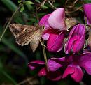 Click image for larger version. 

Name:	SH9522 -0908 20-Silver_Y - Autographa_gamma.jpg 
Views:	153 
Size:	392.6 KB 
ID:	11199