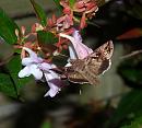 Click image for larger version. 

Name:	SH9533 -0908 20-Silver_Y - Autographa_gamma.jpg 
Views:	161 
Size:	381.5 KB 
ID:	11202