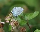 Click image for larger version. 

Name:	SH0288 -090720-Holly Blue Male - Celastrina_argiolus.jpg 
Views:	159 
Size:	458.6 KB 
ID:	11216