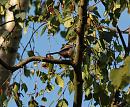 Click image for larger version. 

Name:	SH7153 -090813-Long tailed Tit - Aegithalos_caudatus.jpg 
Views:	154 
Size:	340.2 KB 
ID:	11256