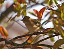 Click image for larger version. 

Name:	chiffchaff_P9141218.jpg 
Views:	156 
Size:	225.1 KB 
ID:	11383