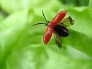 Click image for larger version. 

Name:	SH2205 0705 18-Lily_Beetle-Lilioceris_lilii.jpg 
Views:	1505 
Size:	261.1 KB 
ID:	11392