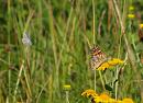 Click image for larger version. 

Name:	SH8557 -0908 16-Small_blue-Cupido_ minimus-Painted_Lady-Vanessa_cardui.jpg 
Views:	206 
Size:	390.6 KB 
ID:	11424