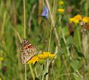 Click image for larger version. 

Name:	SH8558 -0908 16-Small_blue-Cupido_ minimus-Painted_Lady-Vanessa_cardui.jpg 
Views:	207 
Size:	327.1 KB 
ID:	11425