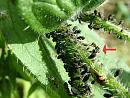 Click image for larger version. 

Name:	SH4178 -080610-Ants farming aphids.jpg 
Views:	286 
Size:	482.3 KB 
ID:	11442