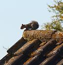 Click image for larger version. 

Name:	SH2448 -0909 25-squirrel.jpg 
Views:	145 
Size:	336.2 KB 
ID:	11455
