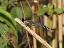 Click image for larger version. 

Name:	migrant_hawker_P9241451.jpg 
Views:	204 
Size:	188.0 KB 
ID:	11474
