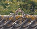 Click image for larger version. 

Name:	SH2596 -0909 26-squirrel.jpg 
Views:	176 
Size:	281.4 KB 
ID:	11481