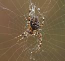 Click image for larger version. 

Name:	Clerck_Female_spider_P9231389.jpg 
Views:	1001 
Size:	208.3 KB 
ID:	11484