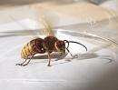 Click image for larger version. 

Name:	SH2795 -0909 27-European Hornet Vespa_Crabro-crop.jpg 
Views:	752 
Size:	305.5 KB 
ID:	11495