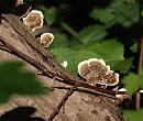 Click image for larger version. 

Name:	SH8845 -0908 16-Bracket_Fungus.jpg 
Views:	220 
Size:	286.4 KB 
ID:	11501