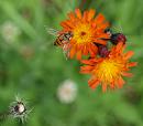Click image for larger version. 

Name:	SH6150 -090808-Marmalade_Fly-Hoverfly-Episyrphus_balteatus.jpg 
Views:	198 
Size:	295.1 KB 
ID:	11573