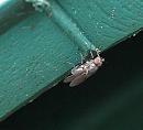 Click image for larger version. 

Name:	SH1948 -0909 19-Silver Fly - newly emerged uncoloured Fly.jpg 
Views:	188 
Size:	307.3 KB 
ID:	11584