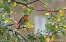 Click image for larger version. 

Name:	SH3651 0910 07-Robin-Erithacus_rubecula.jpg 
Views:	522 
Size:	308.1 KB 
ID:	11606