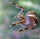 Click image for larger version. 

Name:	SH5255-Clerck spider - Araneus_diadematus.jpg 
Views:	226 
Size:	322.1 KB 
ID:	11616