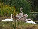 Click image for larger version. 

Name:	cygnets_PA141975.jpg 
Views:	206 
Size:	405.5 KB 
ID:	11637