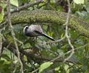 Click image for larger version. 

Name:	SH5474 -0910 20-Long Tailed Tit-Aegithalos_caudatus.jpg 
Views:	147 
Size:	272.1 KB 
ID:	11668