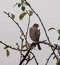 Click image for larger version. 

Name:	SH5386 -0910 20-Sparrow-Passer_domesticus.jpg 
Views:	147 
Size:	245.2 KB 
ID:	11671