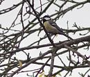 Click image for larger version. 

Name:	SH6614 -0910 27-Great Tit-Parus_major.jpg 
Views:	159 
Size:	296.2 KB 
ID:	11732