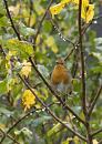 Click image for larger version. 

Name:	SH6576 -0910 27-Robin-Erithacus_rubecula.jpg 
Views:	162 
Size:	307.8 KB 
ID:	11733