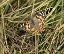 Click image for larger version. 

Name:	SH7220 -0910 30-Painted Lady-Vanessa_cardui.jpg 
Views:	151 
Size:	293.3 KB 
ID:	11781