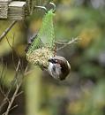 Click image for larger version. 

Name:	SH6904 -0910 29-Sparrow-Passer_domesticus.jpg 
Views:	156 
Size:	297.0 KB 
ID:	11782