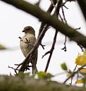 Click image for larger version. 

Name:	SH6941 -0910 29-House Sparrow-Passer_domesticus.jpg 
Views:	144 
Size:	346.7 KB 
ID:	11788