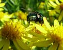 Click image for larger version. 

Name:	SH8360 - 0807 30-Greenbottle Fly.jpg 
Views:	158 
Size:	294.2 KB 
ID:	11855