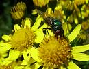 Click image for larger version. 

Name:	SH8366 - 0807 30-Greenbottle Fly.jpg 
Views:	159 
Size:	334.8 KB 
ID:	11856