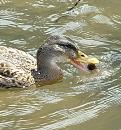 Click image for larger version. 

Name:	SH6032 - 2008 07 03-Mallard.jpg 
Views:	215 
Size:	307.3 KB 
ID:	11870