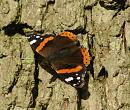 Click image for larger version. 

Name:	November Butterfly 2.jpg 
Views:	340 
Size:	268.5 KB 
ID:	11878